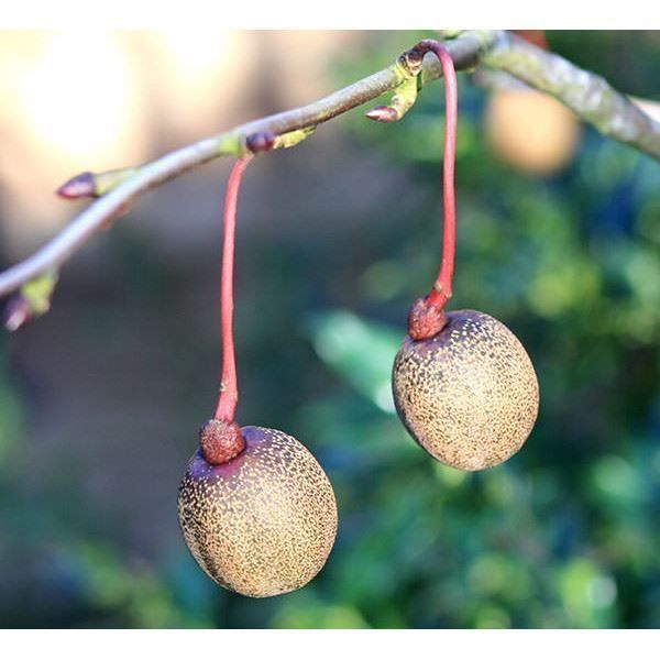 Piante & sementi: Arbre aux Mouchoirs  15-20cm – Nuovo (secondo la descrizione) da Bremblens venduto da FIBONACCI369 4