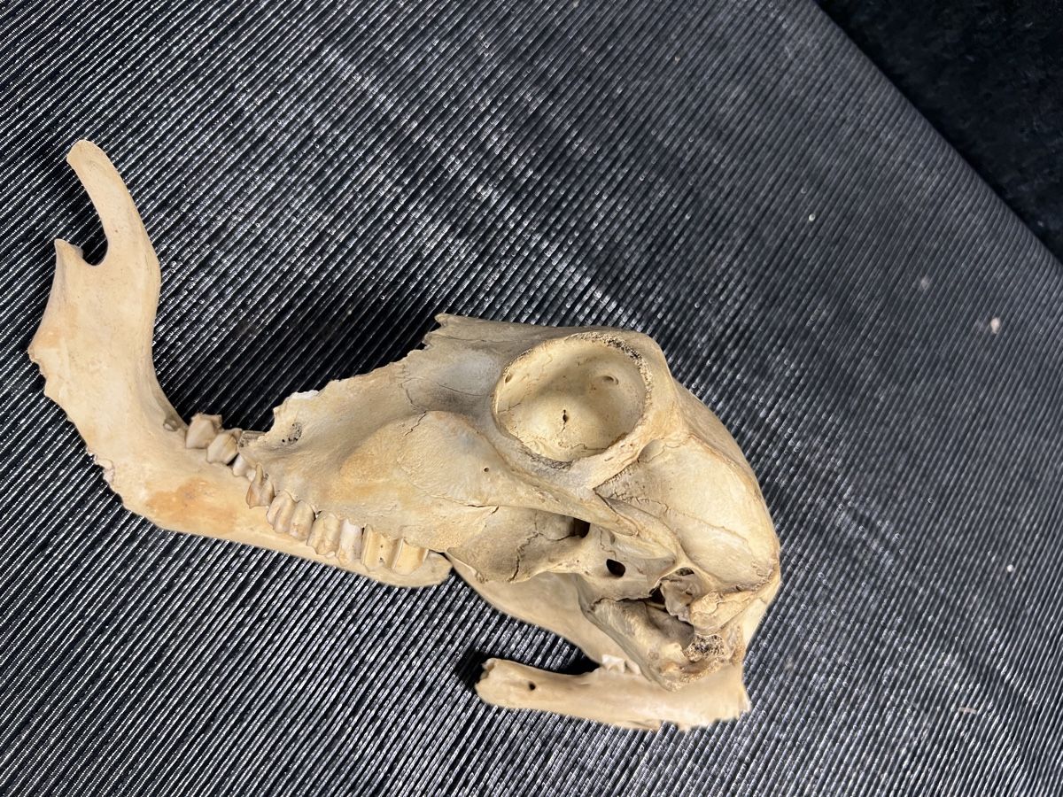 Welt der Tiere: CRÂNE 💀  ANCIEN – Gebraucht aus Genève von Leboucheoreilles 3