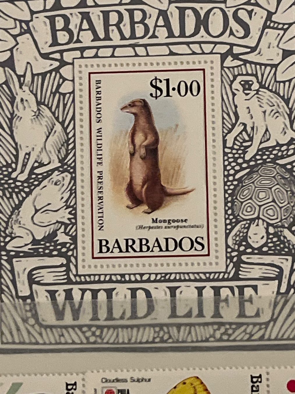 Tutti i francobolli: Briefmarke Barbados Mongose – Nuovo e nell'imballaggio originale da Zürich venduto da engebrunau