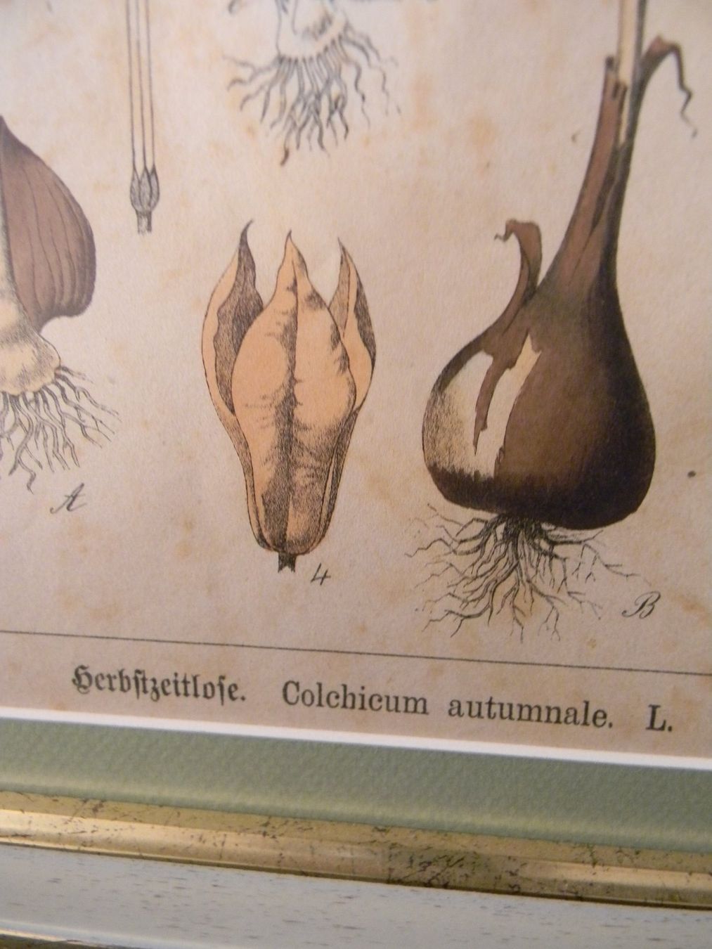Dipinti: herbier ancien dans superbe cadre – Nuovo (secondo la descrizione) da Bournens venduto da monique048 1