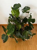 Zimmerpflanze Monstera Deliciosa gross guter Zustand