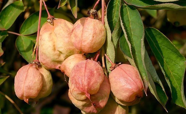 Piante & sementi: Faux-Pistachier  2x  15-20cm – Nuovo (secondo la descrizione) da Bremblens venduto da FIBONACCI369 2