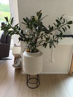 Blumentopf from Bolia