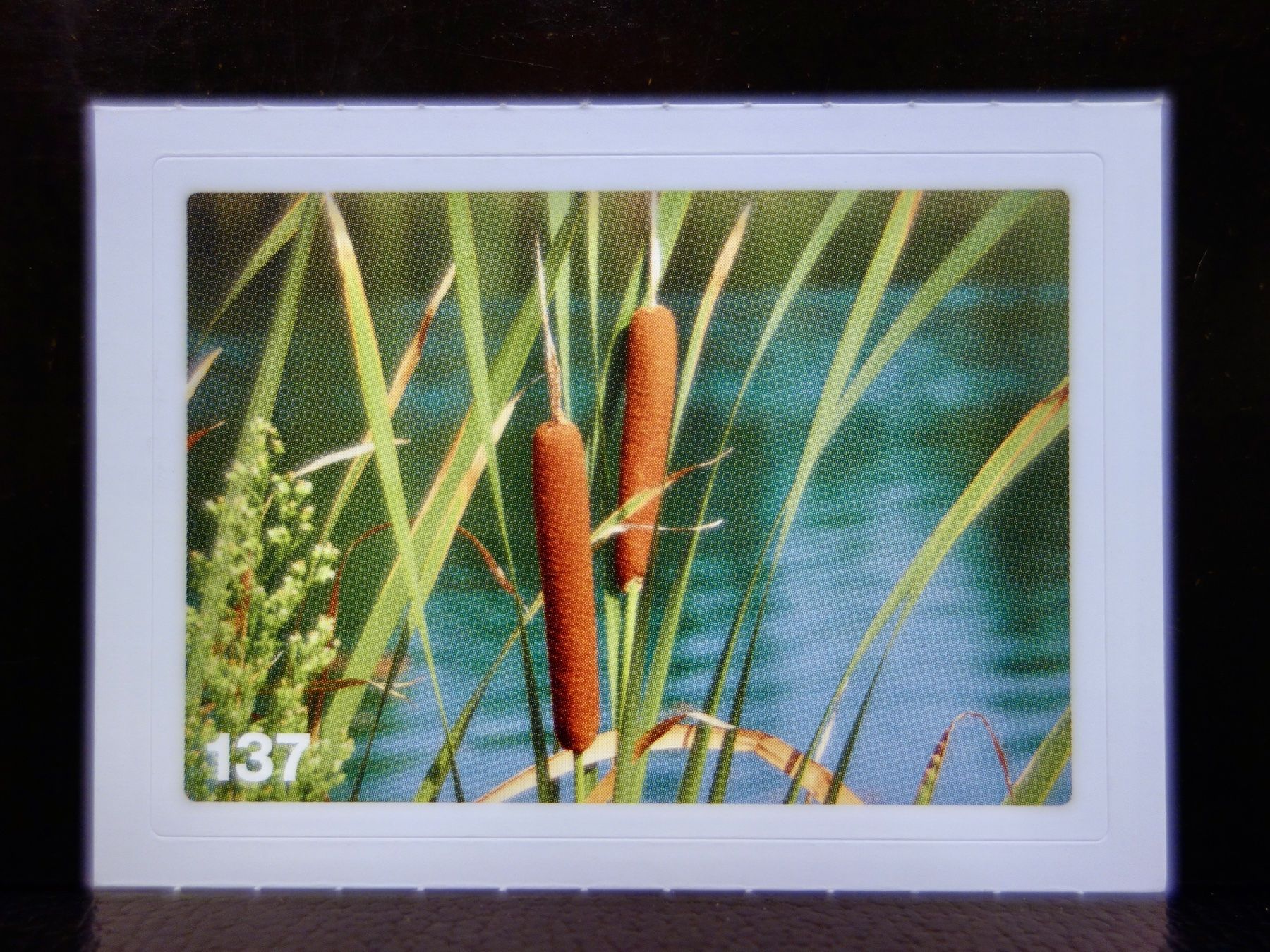 Migros Sammelbilder & Trading cards: MIGROS MANIA Nature Detectives Nr. 137 – Gebraucht aus Kerzers von djstarsky73