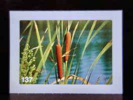 MIGROS MANIA Nature Detectives Nr. 137