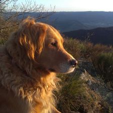 Profile image of Mozes