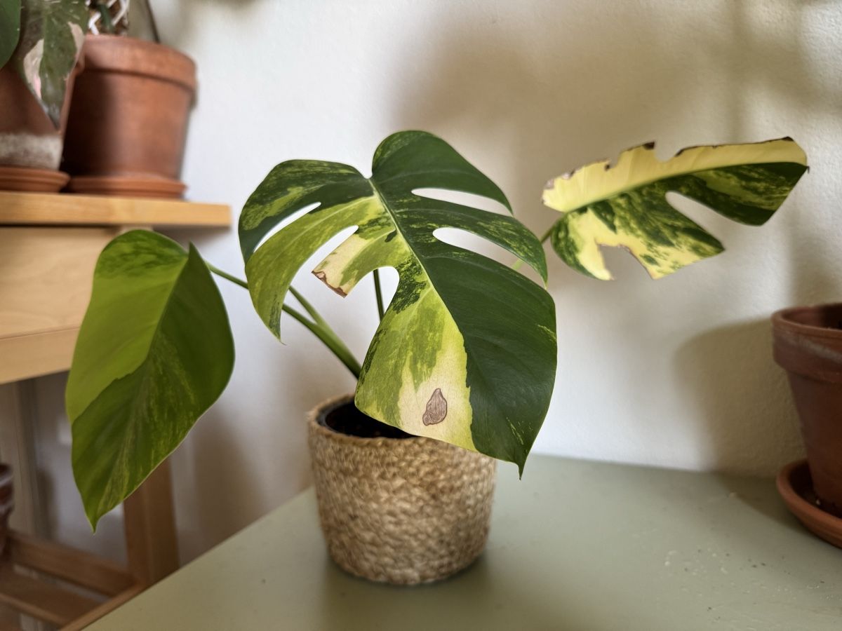 monstera giftig baby Monstera Aurea Variegata
