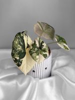 Alocasia Melo Albo Variegata