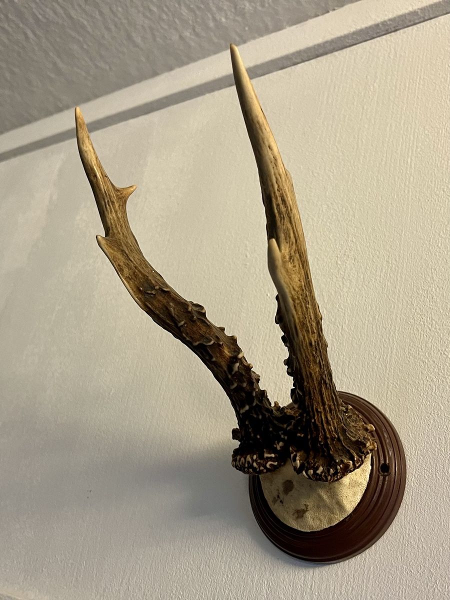 Il mondo degli animali: Geweih: Sikahirsch Grösse 24x10cm – Usato da Rhäzüns venduto da duudii 1