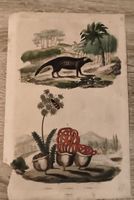 Gravure ancienne animaux et plantes état usagé