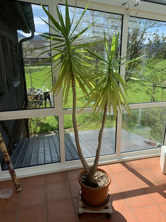 Palme 2m Kaufen auf Ricardo