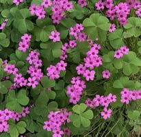 3 adulte Pflanzen: OXALIS ARTICULATA. D: 20-30 cm; H 20 cm