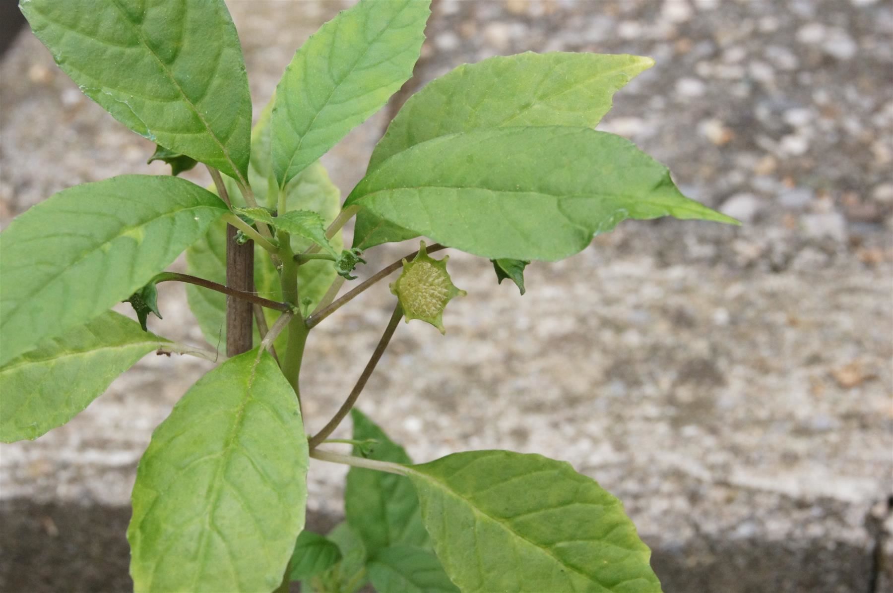 Piante & sementi: Sonnenpflanze Dorstenia indica – Nuovo (secondo la descrizione) da Geroldswil venduto da botanicals 1