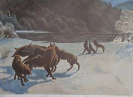 ⭐Schulwandbild Robert Hainard, Wölfe Wolf Wolfsrudel