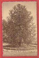 Locarno Solduno - exotischer Baum - Fotokarte 1912
