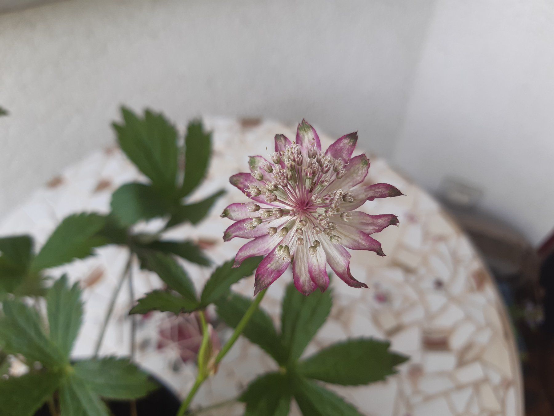Piante & sementi: Astrantia, Sterndolde, schöne Pflanze – Usato da Aeugst am Albis venduto da ro97se 3