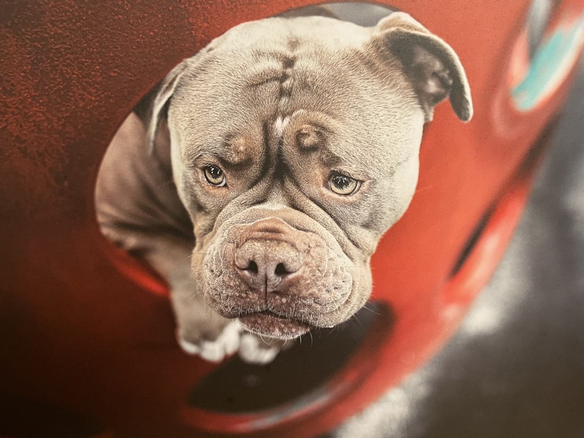 Foto & Immagini: Bild Bulldogge – Nuovo (secondo la descrizione) da Siebnen venduto da Starlauf 1