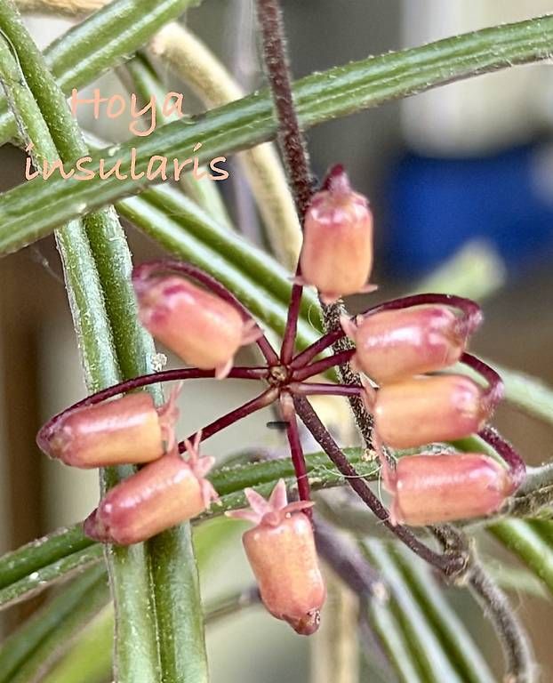Pflanzen & Samen: Hoya insularis – Neu und originalverpackt aus Schönholzerswilen von Leavylounge 2