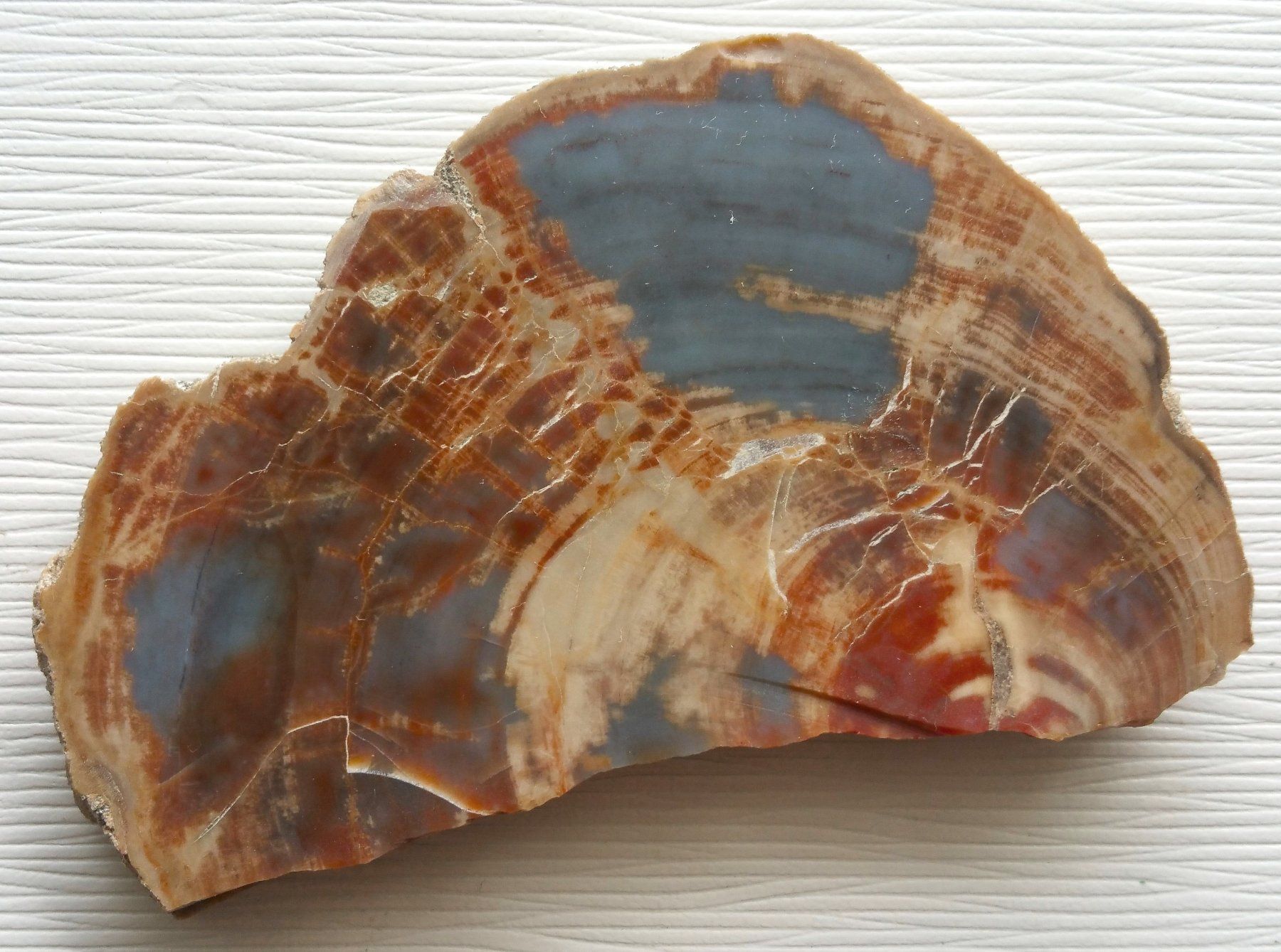 Fossili: Versteinertes Holz, ca. 11 x 7 cm – Usato da Oberriet SG venduto da ganesh435