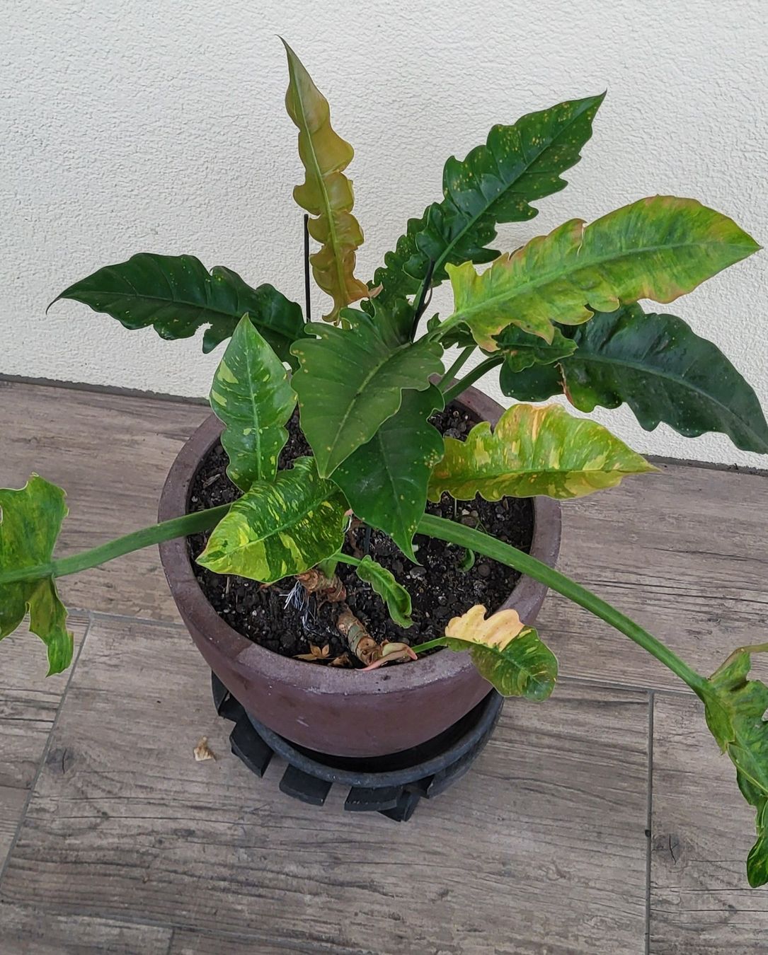 Piante & sementi: 2 im einem Philodendron ring of fire – Usato da islikon venduto da mir_8cbw 4