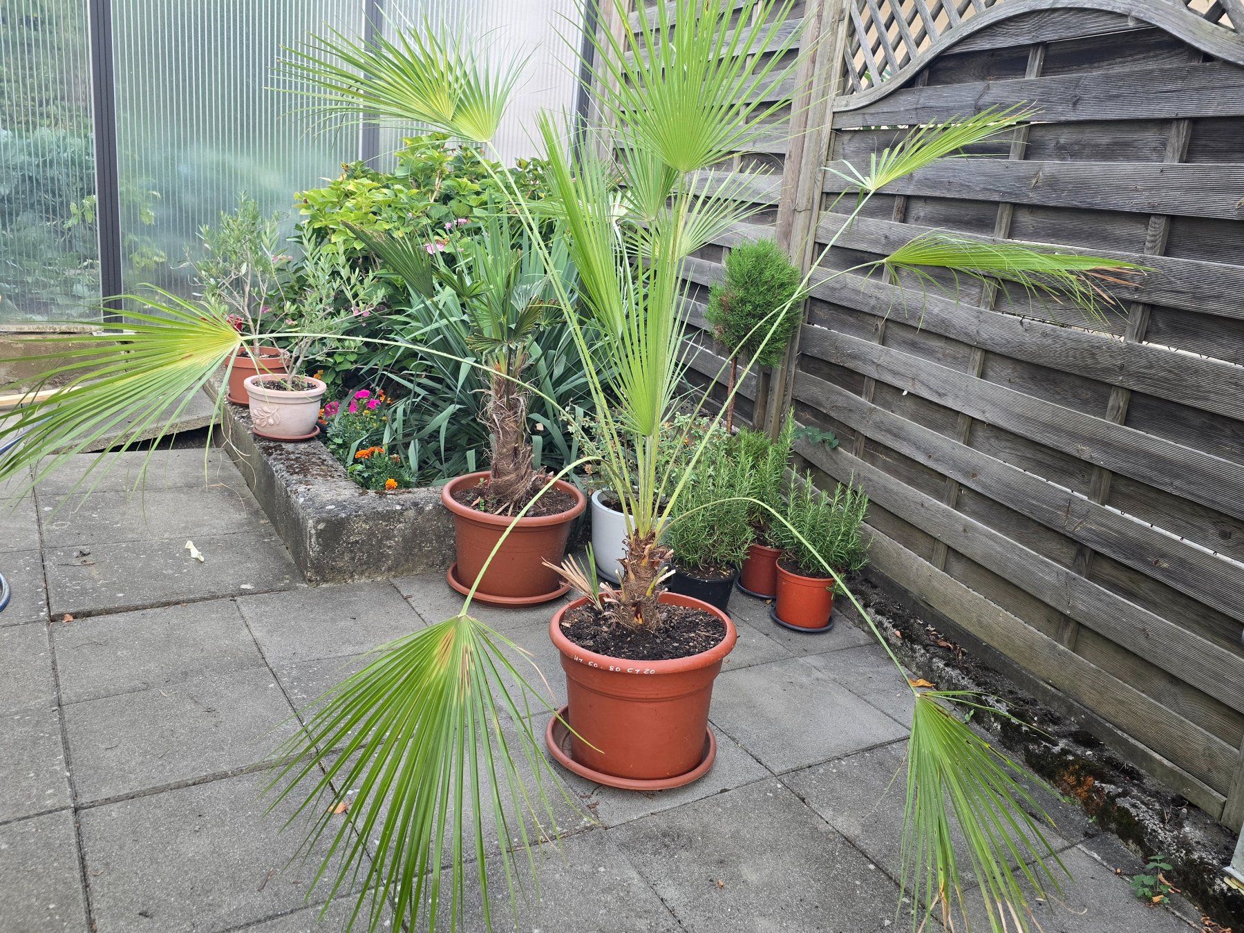 Pflanzen & Samen: Palme Humilis – Gebraucht aus Aarburg von popkorn65 1