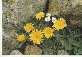 Blumenkarte