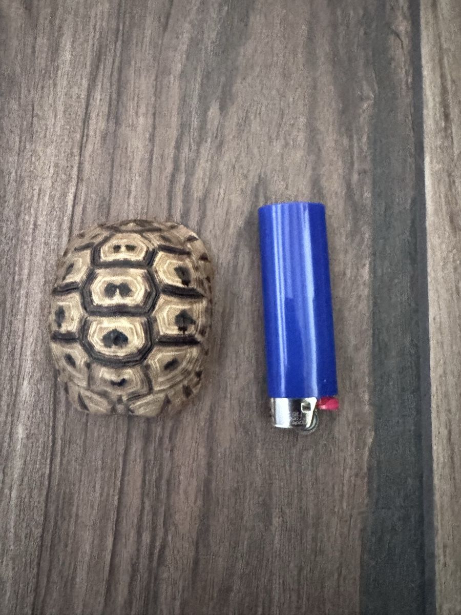 Tutte le decorazioni: Kleiner Schildkrötenpanzer Deko – Usato da Bäretswil venduto da clothes-freak