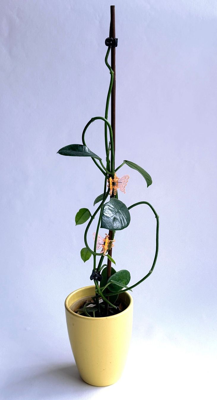 Piante & sementi: Hoya sp. Dianel ISH***** – Nuovo (secondo la descrizione) da Dübendorf venduto da Orchid18 1