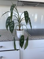 Aglanoema maria