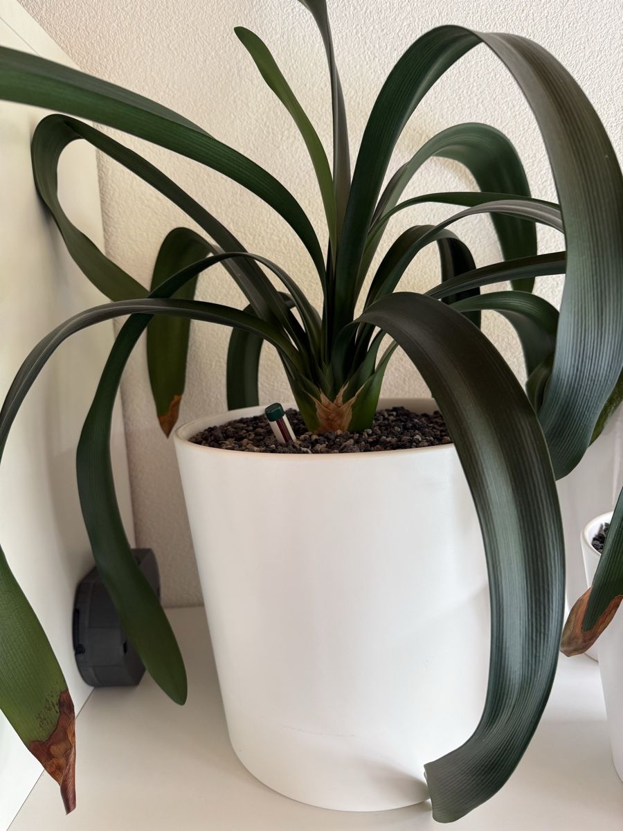 Piante & sementi: Clivia – Usato da Giswil venduto da MBU21 2