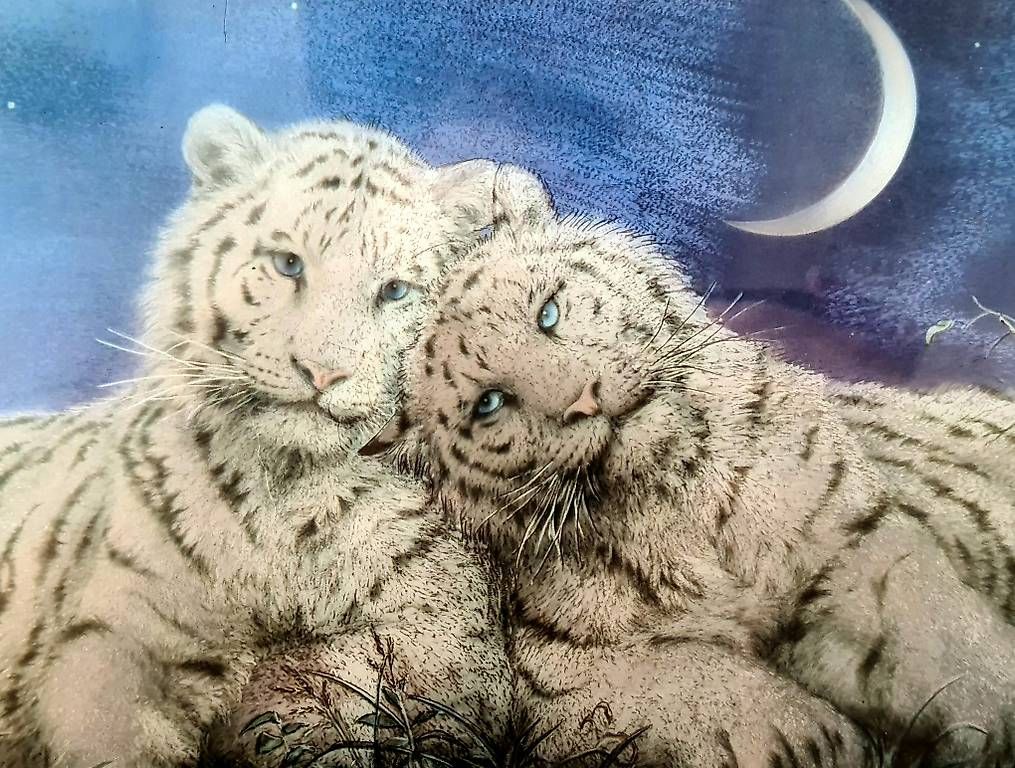 Foto & Immagini: Bild mit Rahmen (Glanzfolie), Tiger – Usato da Hettlingen venduto da Sylvia24 2