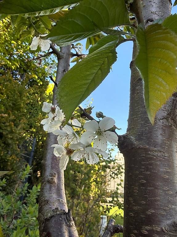 Piante & sementi: Säulenkirsche Garden Bing; Säulenobstbaum – Usato da Berg TG venduto da dar_9rc5 3