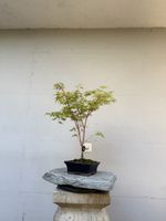 Acer palmatum 'Sango-kaku' Bonsai in glasierter Schale