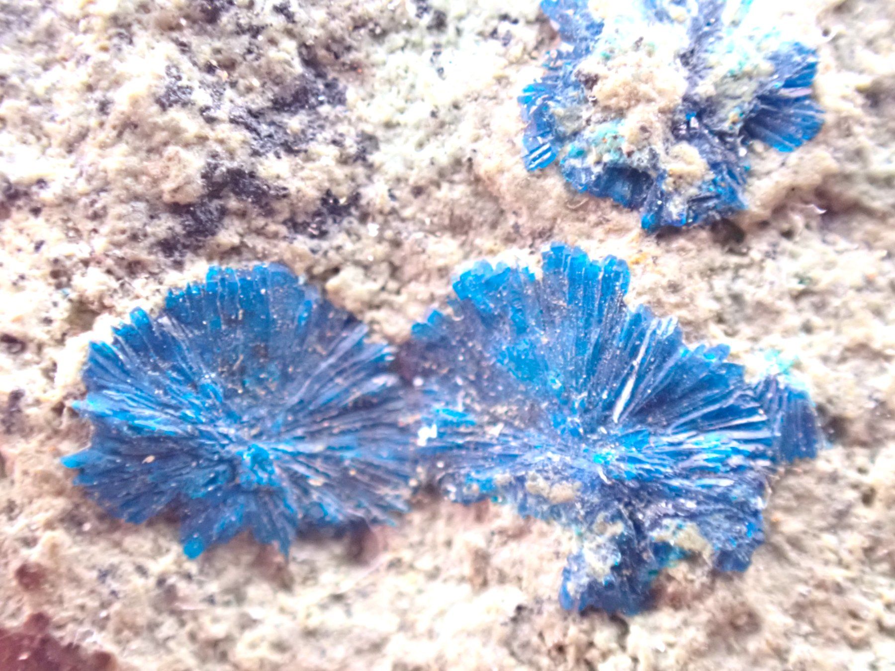 Mineralien & Heilsteine: RaRe Cornetite - Congo – Gebraucht aus Figino von minshop 5