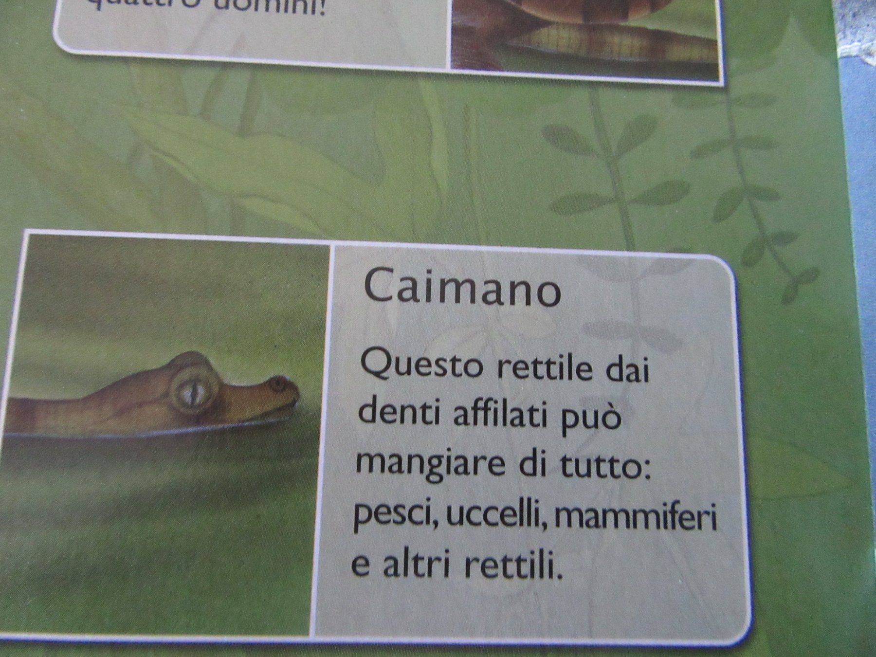 Libri: Pop - Up Buch " Foreste Tropicali " – Usato da Rüdtligen venduto da Carfield04 1