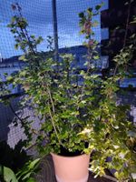 Johannes beeren johannisbeeren strauch im Topf