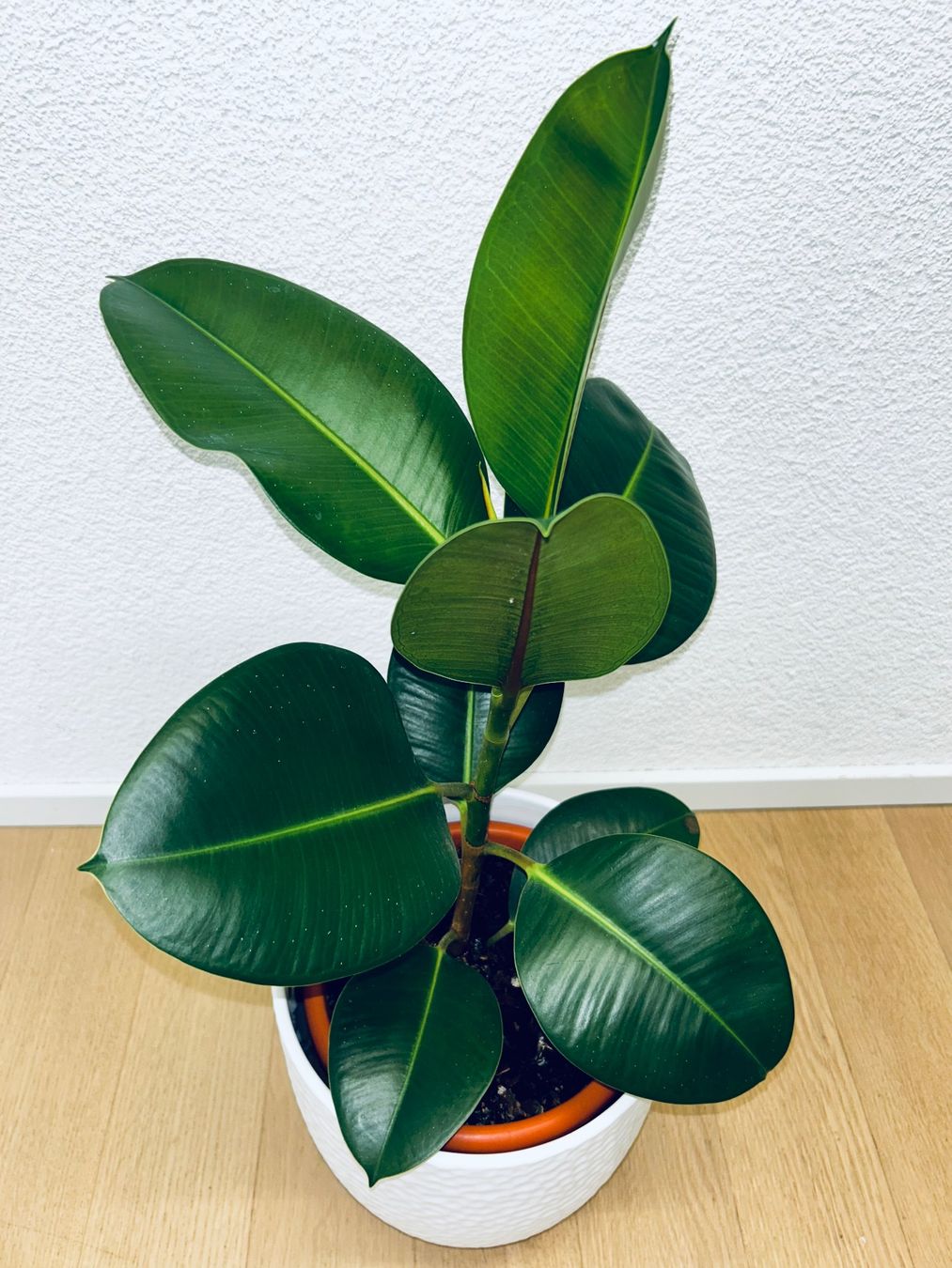 Piante & sementi: FICUS ELASTICA ROBUSTA Pflanze, Gummibaum 60 cm – Usato da Kilchberg ZH venduto da malibubeach 2