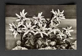 AK Edelweiss Leontopoduim alpinum ungelaufen