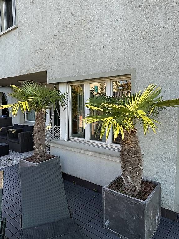 Pflanzen & Samen: Palmen – Gebraucht aus Staad SG von met_k62l 4