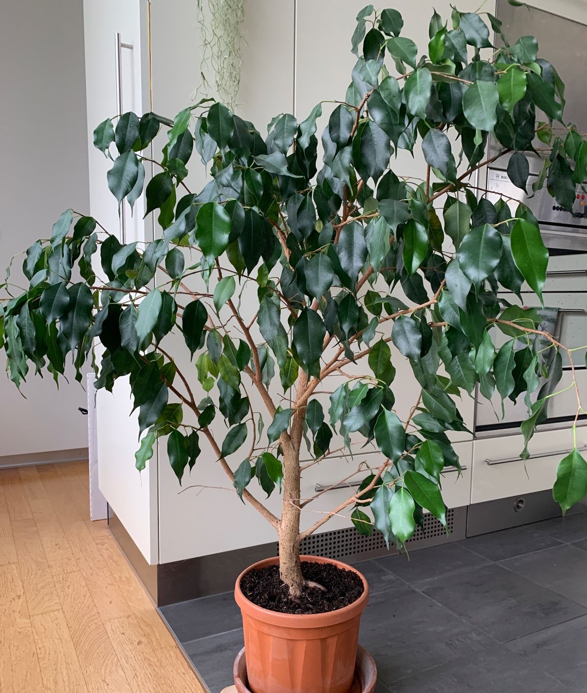 Pflanzen & Samen: kräftiger, gesunder Ficus Benjamini Birkenfeige – Neu (gemäss Beschreibung) aus Auenstein von mar_8mxd 1