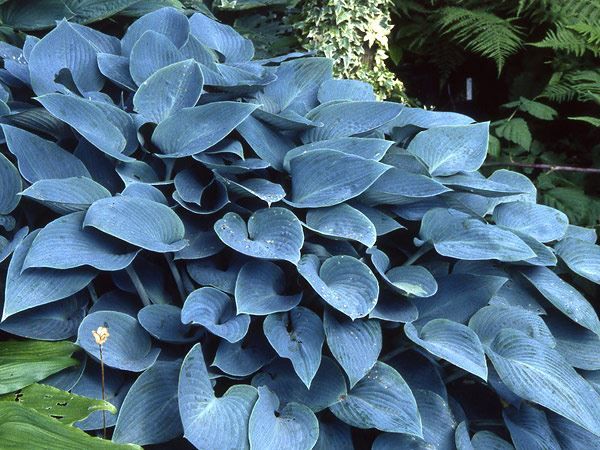 Piante & sementi: Hosta 'Halcyon' 1 PLANT – Nuovo (secondo la descrizione) da Bremblens venduto da FIBONACCI369 3