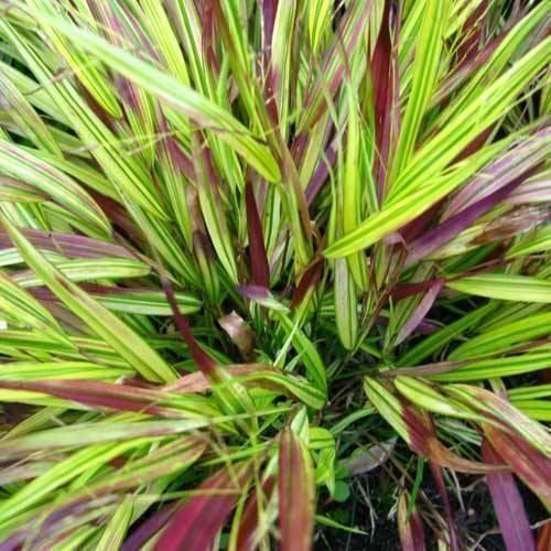 Piante & sementi: Herbe du Japon 'Beni kaze'  2x – Nuovo e nell'imballaggio originale da Bremblens venduto da FIBONACCI369