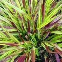 Herbe du Japon 'Beni kaze'  2x