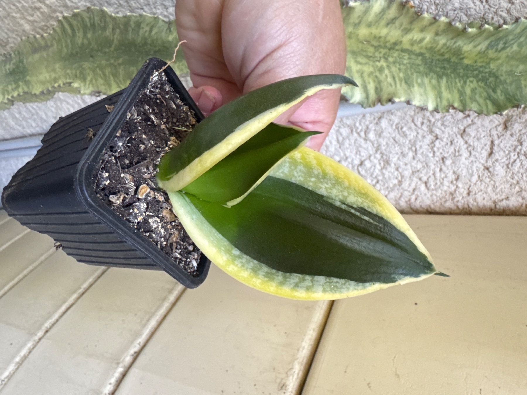 Pflanzen & Samen: Sansevieria Langue belle-mère variété non identifiee – Gebraucht aus Lajoux JU von Briard0