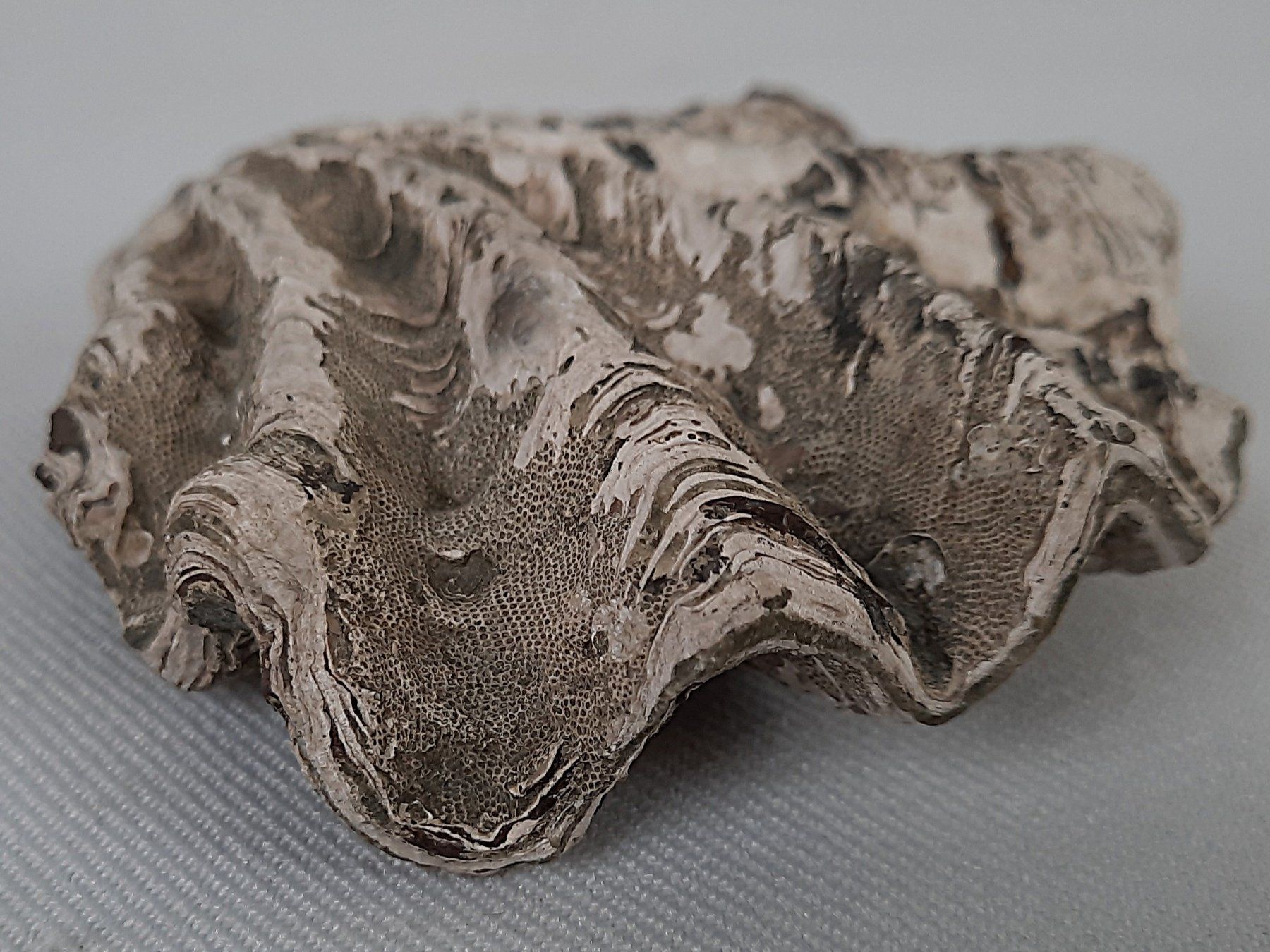 Fossili: Fossile Muscheln und Seeigelstacheln – Usato da Beinwil am See venduto da Restwert_Beinwil 3