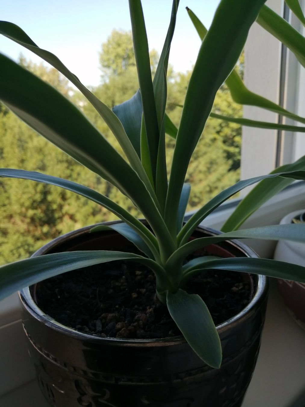 Piante & sementi: kleine Yucca – Usato da Windisch venduto da mer_6cjk 1