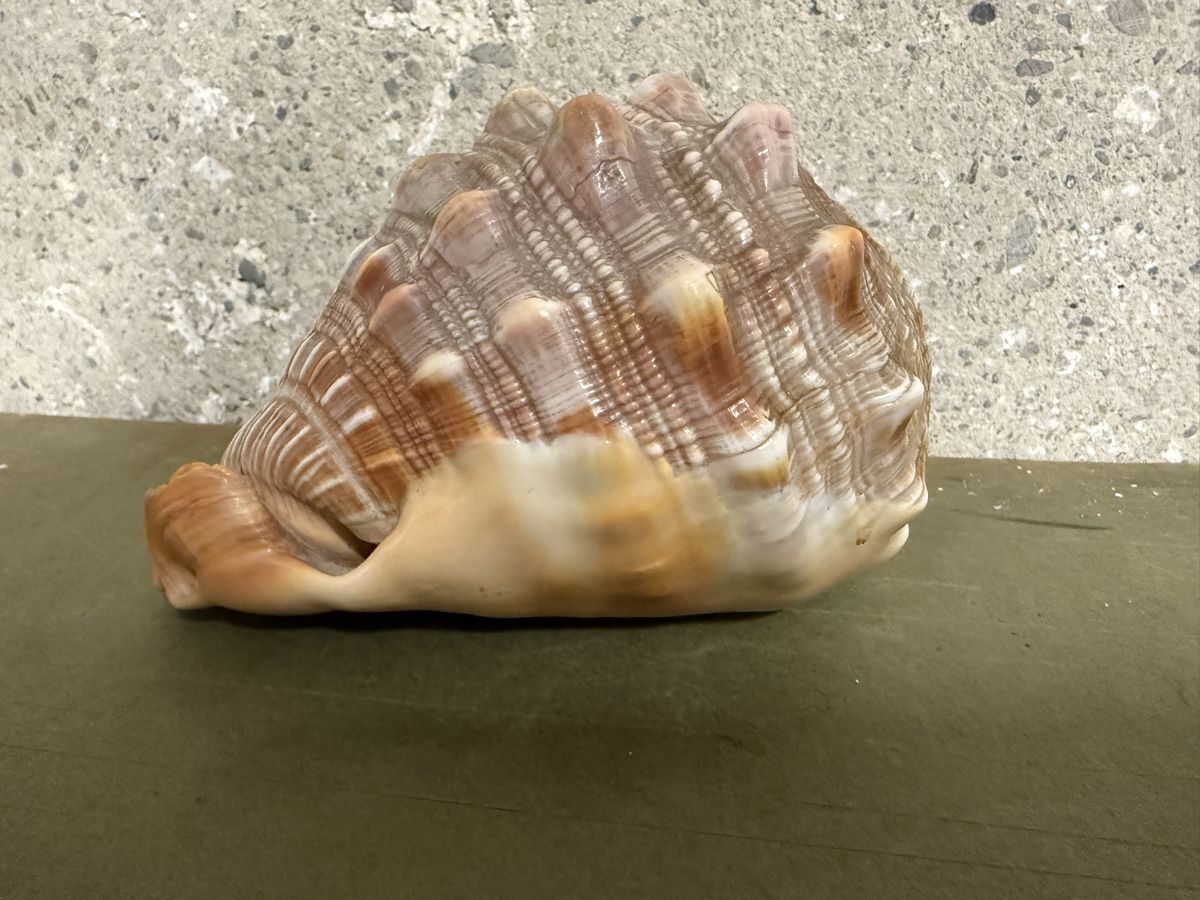 Fossili: Gehäuse einer roten Helmschnecke – Usato da Birmenstorf AG venduto da Pat_roll. 3
