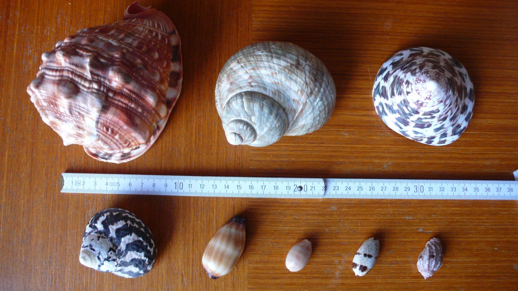 Tutte le decorazioni: 8 hübsche Südsee-Muscheln – Nuovo (secondo la descrizione) da Birmenstorf AG venduto da tritonius 6