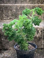 Pelargonium Graveolens ‘Bontrosai’ - Bonsai-Rosengeranie