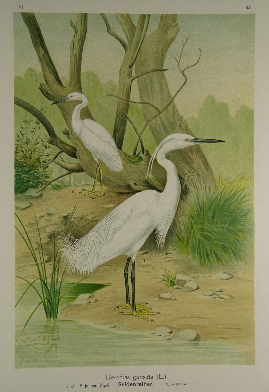 Grafica & Litografie: SEIDENREIHER, CHROMOLITHOGRAPHIE UM 1900 – Usato da Grüningen venduto da Kartensammler